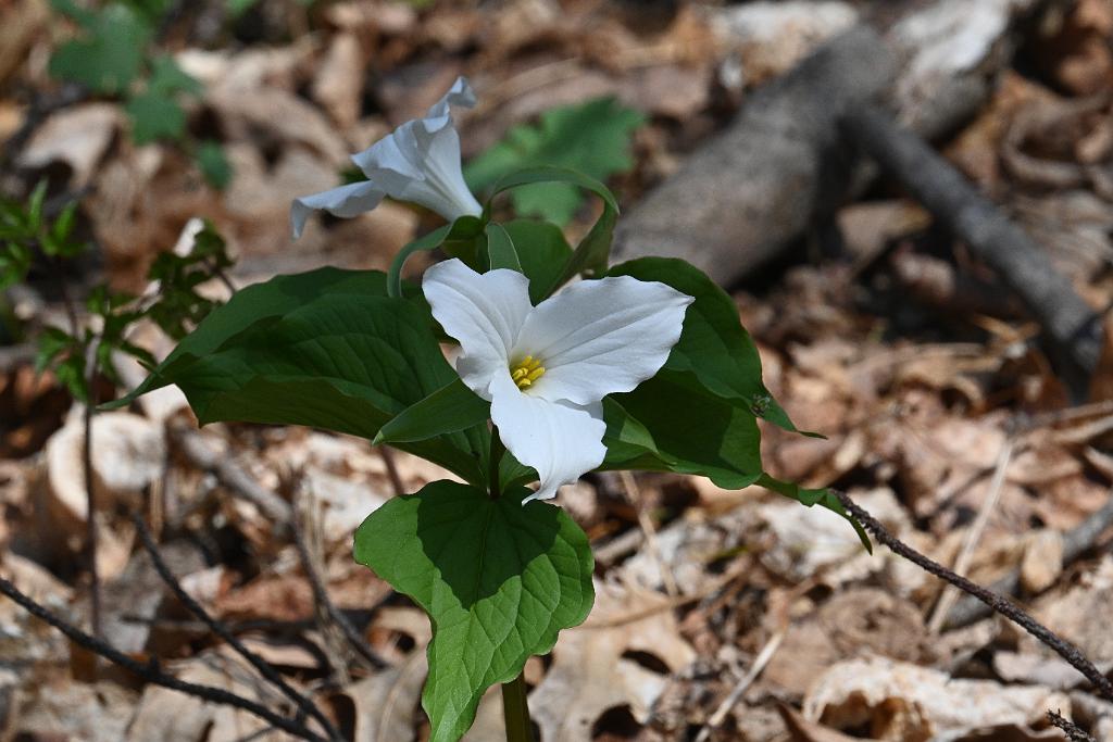 2025-04246531 Acton Arboretum, MA.JPG - White Trillium. Acton Arboretum, MA, 4-24-2025